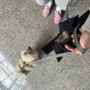 SJ 타워  앞 | 수원 애견유치원 호텔 데이케어 훈련 후기 :: 댕그레 애견 유치원