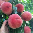 동일농원 이미지