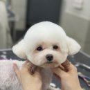 탑 애견 이미지