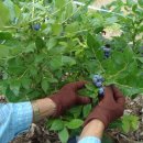 이헌농장 이미지