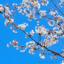 한밭수목원2 이미지