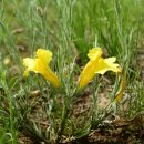 몽골 야생화 탐사 2 (큰솔나리,꽃꿩의다리,몽골좁은잎해란초,몽골홑잎운향(북운향),분홍바늘꽃,들떡쑥,왕별꽃) 이미지