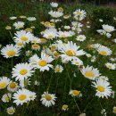 진천농장 이미지