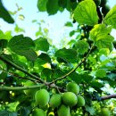 용용농장 이미지