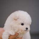 달링하이 강아지분양 밀양점 이미지