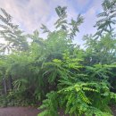 선옥공원 이미지