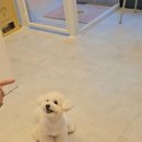 제이 앤 제이 애견 이미지