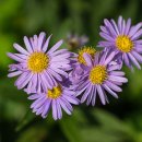 오리골민박 이미지