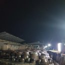 코이비꼬
