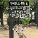 에버랜드 로스트밸리 사파리월드 대신 리버트레일 추천해!
