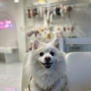 유니댕댕 이미지