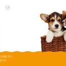 부산 강아지분양 도로시펫 이미지