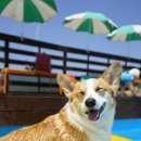 해피퍼피 강아지 유치원 이미지