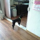 멍멍클럽 이미지