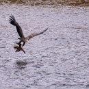 오리사냥 이미지