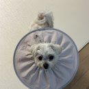 강아지 뷰티 | [강아지용품] 펫인뷰티 제로넥카라 내돈내산 솔직후기