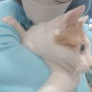 스마트동물병원(병점점) 이미지