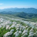 3공단3로3L-7 | 2025년 10월 억새 산행지 BEST 7 - 개화 시기부터 난이도까지 완전정복