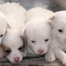 서울88동물의료원 이미지