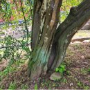 석성동헌 탱자나무 이미지