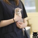 캣통령 잠실점 네이버블로그