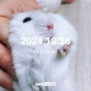 2024년 마지막주 사진 &amp; 잡담