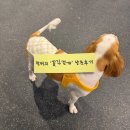 꽃길걷개 이미지