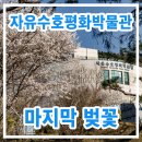 자유수호평화박물관 | 소요산역 자유수호평화박물관 벚꽃