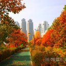 중국단풍길 이미지