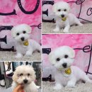 레몬이네 그루밍샵 이미지