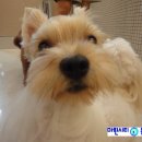 지오동물병원 이미지