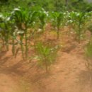 솔내음농장 이미지