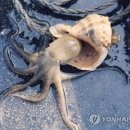 주꾸미네