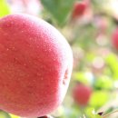 대미농장 이미지