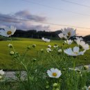 코스모스농원 이미지