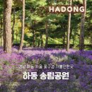 꽃무릇공원 | 하동송림공원 아스타국화 꽃무릇 개화현황 및 가을 꽃구경 후기