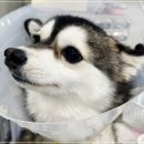 인천종합동물병원