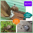벌집 이미지