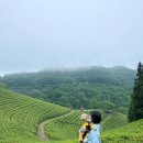 초록잎이 펼치는 세상 이미지