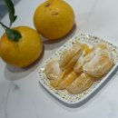 산수재민박 | 제주하귤 먹는법 속껍질 까서 생과로 즐기는 여름 제주도귤