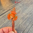 종자증식 배양중인 무명 입니다 이미지