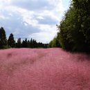 핑크뮬리 이미지