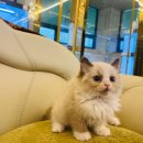 도그마루 강아지고양이 평택점 이미지