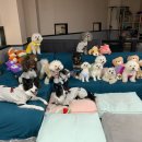 도그런하우스 이미지