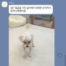 보밸롱 이미지