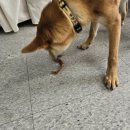 콩이네 멍냥 수제간식 이미지