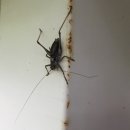 수리덤캠핑장 이미지