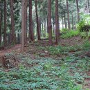 두동편백 이미지