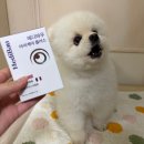 휴먼아이케어 | 강아지눈영양제 메디바우 아이케어 플러스