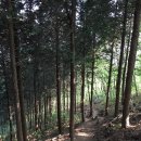 전남 장성 축령산 편백나무 숲, 피톤치드 길 이미지